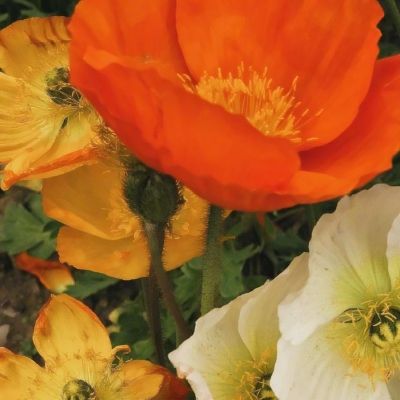 金年会最新官网下载